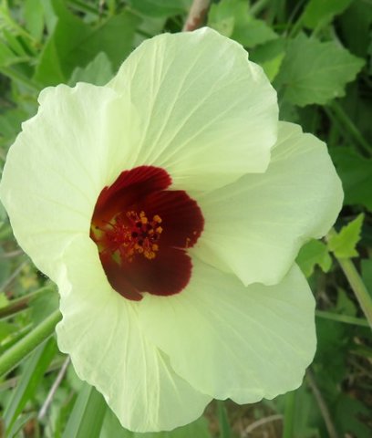 Hibiscus vitifolius