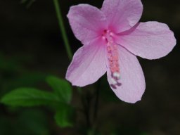 Hibiscus pedunculatus flower