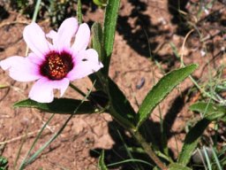 Hibiscus malacospermus at the Melville Koppies