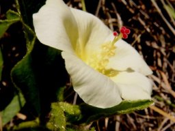 Hibiscus aethiopicus var. ovatus flower