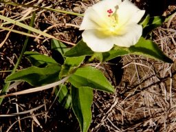 Hibiscus aethiopicus var. ovatus