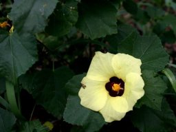 Hibiscus calyphyllus in the Blouberg Nature Reserve