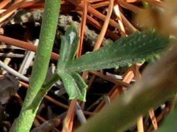 Hibiscus pusillus three-lobed leaf