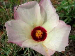 Hibiscus pusillus flower