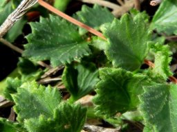 Hibiscus pusillus lower leaves