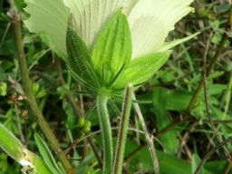 Hibiscus vitifolius calyx and epicalyx