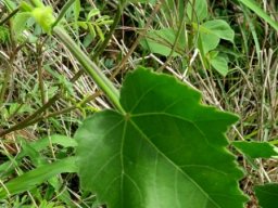Hibiscus vitifolius leaf
