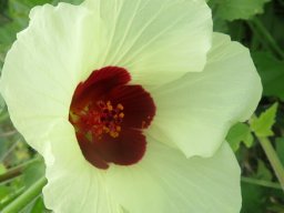 Hibiscus vitifolius