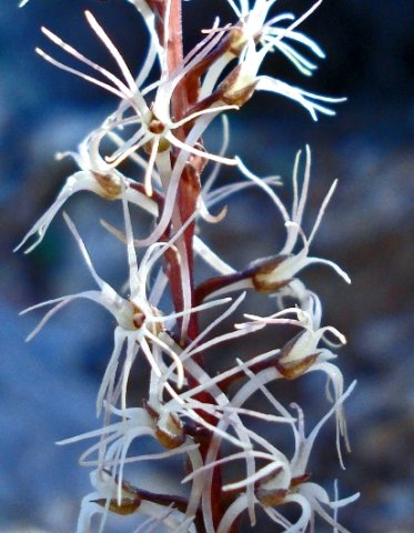 Holothrix filicornis dark sepals