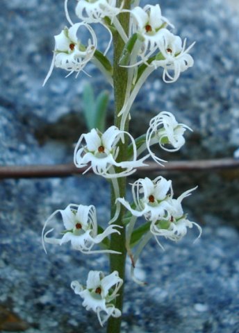 Holothrix filicornis flower lobes curving prodigiously
