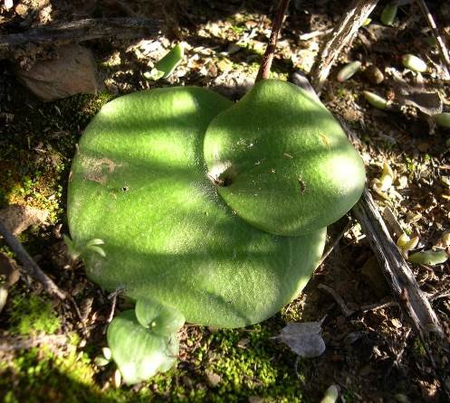 Holothrix grandiflora prostrate leaves