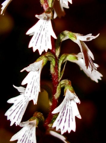 Holothrix orthoceras flowers