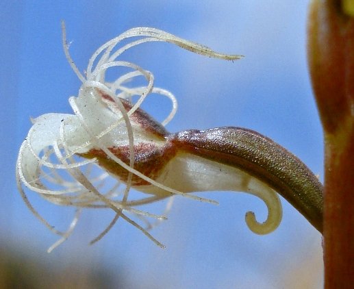 Holothrix randii flower profile