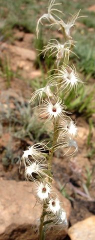 Holothrix randii
