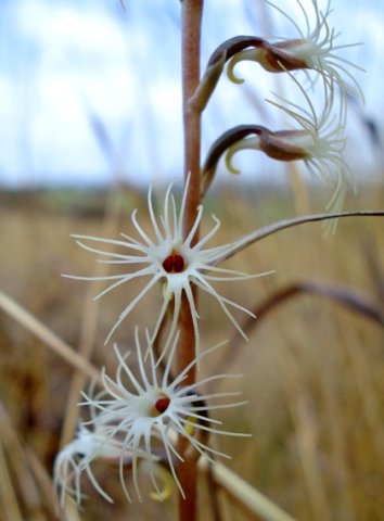 Holothrix randii flowers