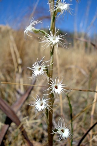 Holothrix randii inflorescence
