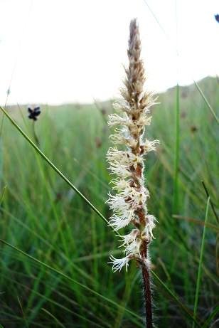 Holothrix scopularia flowering in grassland