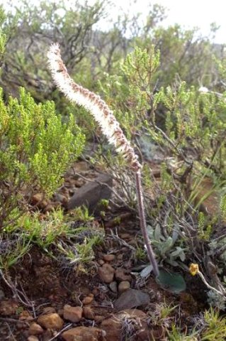 Holothrix scopularia