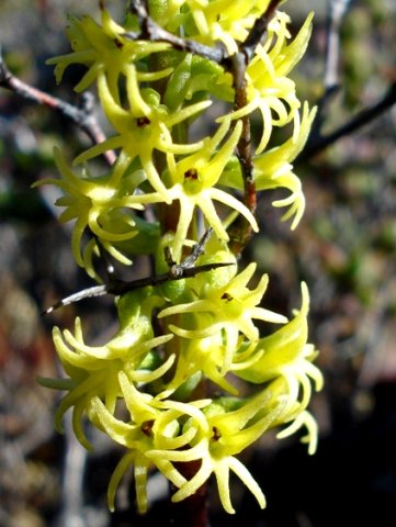 Holothrix secunda dense inflorescence