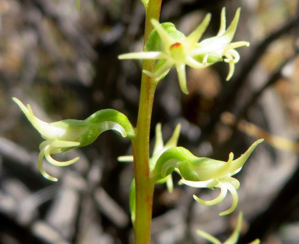 Holothrix secunda flowers