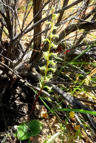 Holothrix secunda growing under a bush