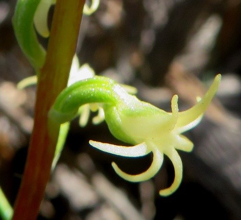 Holothrix secunda flower