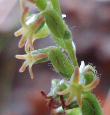Holothrix villosa flowers