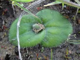 Holothrix exilis