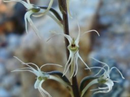 Holothrix filicornis flowers