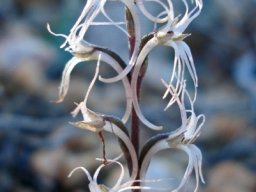 Holothrix filicornis spurs