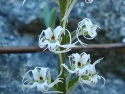 Holothrix filicornis flower lobes curving prodigiously