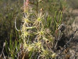 Holothrix grandiflora 