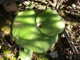 Holothrix grandiflora prostrate leaves