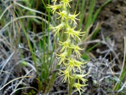 Holothrix incurva inflorescence and scape