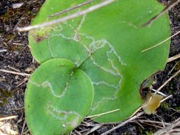 Holothrix leaves