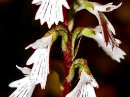 Holothrix orthoceras flowers