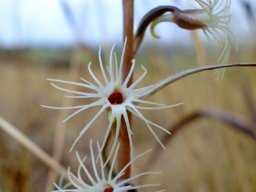 Holothrix randii flowers