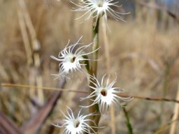 Holothrix randii inflorescence