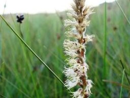 Holothrix scopularia flowering in grassland