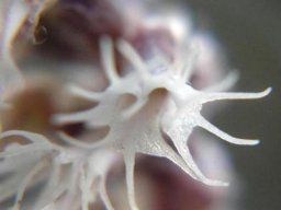 Holothrix scopularia flower