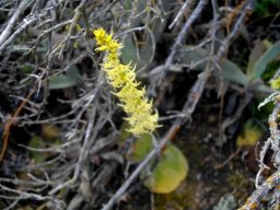 Holothrix secunda erect inflorescence, flat leaves