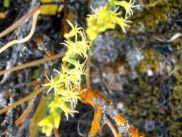 Holothrix secunda flowering in a colourful setting