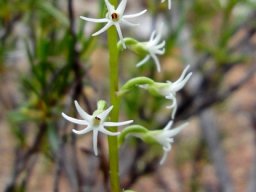 Holothrix secunda white flowers