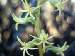 Holothrix secunda cream flowers