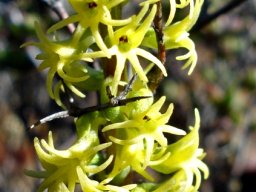 Holothrix secunda dense inflorescence