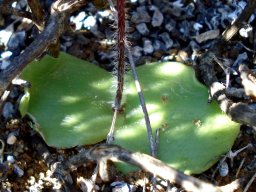 Holothrix secunda leaves