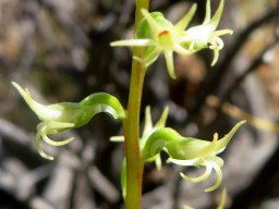 Holothrix secunda flowers