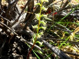 Holothrix secunda growing under a bush