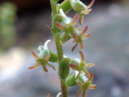 Holothrix villosa