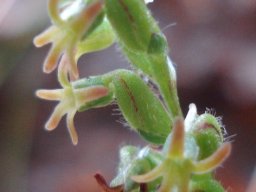 Holothrix villosa flowers
